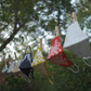 Chikankari masks